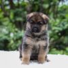 Image of Enzo, a German Shepherd puppy
