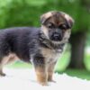 Image of Enzo, a German Shepherd puppy