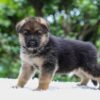 Image of Enzo, a German Shepherd puppy