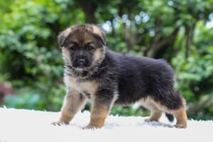 Image of Enzo, a German Shepherd puppy