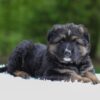 Image of Flyn, a German Shepherd puppy