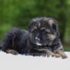 Image of Flyn, a German Shepherd puppy