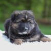 Image of Flyn, a German Shepherd puppy