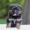 Image of Flyn, a German Shepherd puppy
