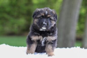 Image of Flyn, a German Shepherd puppy