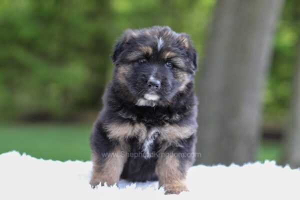 Image of Flyn, a German Shepherd puppy