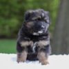 Image of Flyn, a German Shepherd puppy