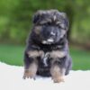 Image of Flyn, a German Shepherd puppy