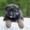 Image of Flyn, a German Shepherd puppy
