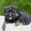 Image of Flyn, a German Shepherd puppy