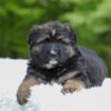 Image of Flyn, a German Shepherd puppy