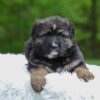 Image of Flyn, a German Shepherd puppy