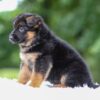 Image of Astro, a German Shepherd puppy
