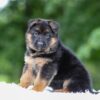 Image of Astro, a German Shepherd puppy
