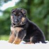 Image of Astro, a German Shepherd puppy