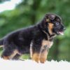 Image of Astro, a German Shepherd puppy