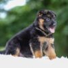 Image of Astro, a German Shepherd puppy