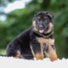 Image of Astro, a German Shepherd puppy
