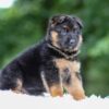 Image of Astro, a German Shepherd puppy