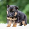 Image of Gavin, a German Shepherd puppy