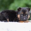 Image of Gavin, a German Shepherd puppy
