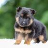 Image of Gavin, a German Shepherd puppy