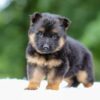 Image of Gavin, a German Shepherd puppy