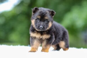 Image of Gavin, a German Shepherd puppy