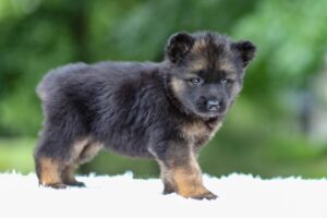 Image of Gunner, a German Shepherd puppy