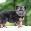 Image of Gunner, a German Shepherd puppy