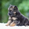 Image of Gunner, a German Shepherd puppy