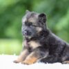 Image of Gunner, a German Shepherd puppy