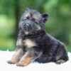 Image of Gunner, a German Shepherd puppy