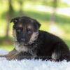 Image of Hallie, a German Shepherd puppy