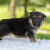 Image of Hallie, a German Shepherd puppy