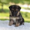 Image of Hallie, a German Shepherd puppy