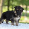Image of Hallie, a German Shepherd puppy