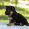 Image of Hank, a German Shepherd puppy