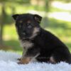 Image of Hank, a German Shepherd puppy
