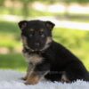 Image of Hank, a German Shepherd puppy