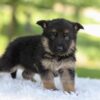 Image of Hank, a German Shepherd puppy