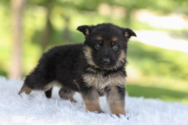 Image of Hank, a German Shepherd puppy