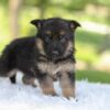 Image of Hank, a German Shepherd puppy