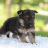 Image of Hank, a German Shepherd puppy