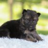 Image of Harlow, a German Shepherd puppy
