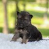 Image of Harlow, a German Shepherd puppy