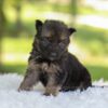 Image of Harlow, a German Shepherd puppy