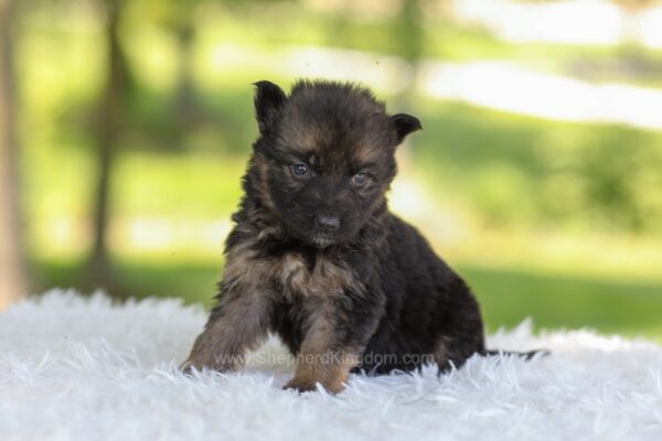 Image of Harlow, a German Shepherd puppy
