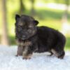 Image of Harlow, a German Shepherd puppy