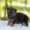 Image of Harlow, a German Shepherd puppy